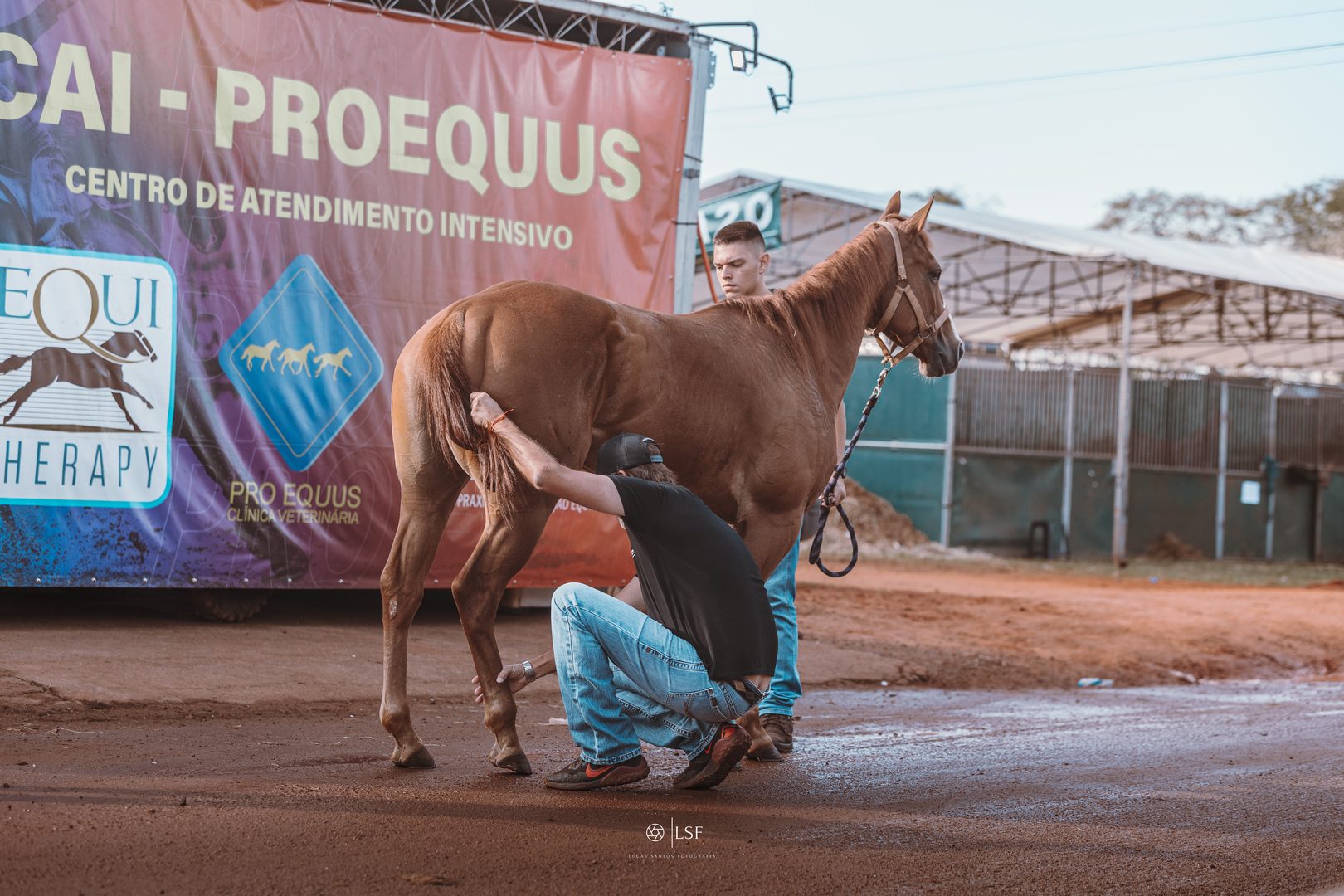 Cavalo atleta em atendimento no CAI Pro Equus, com a estrutura montada no evento