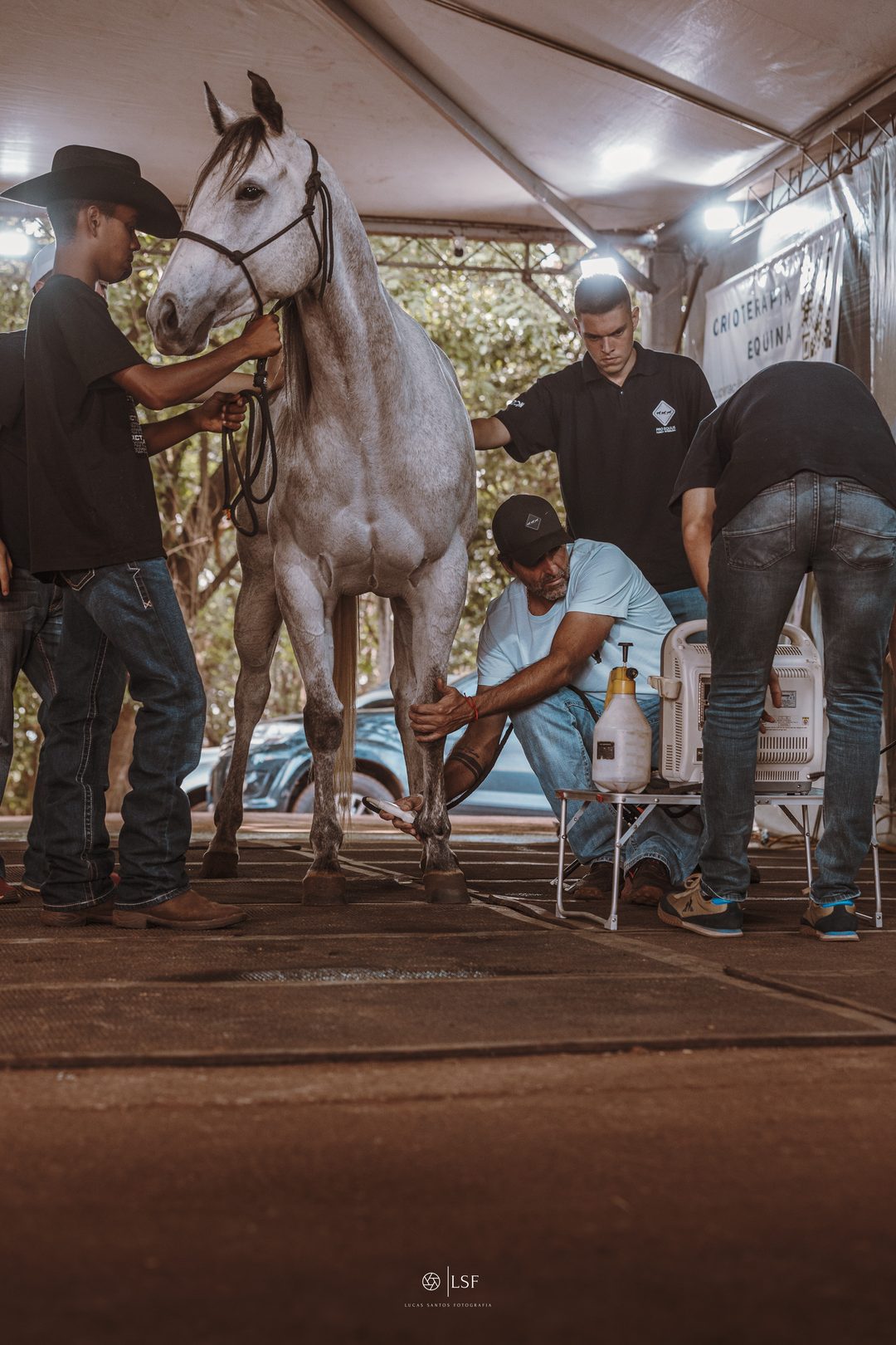Preparação de um cavalo atleta na estrutura do CAI Pro Equus